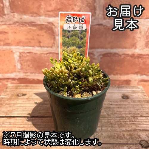 Amazon｜イワヒバ [小紋錦] 2.5号 苗 コモンニシキ いわひば シダ植物